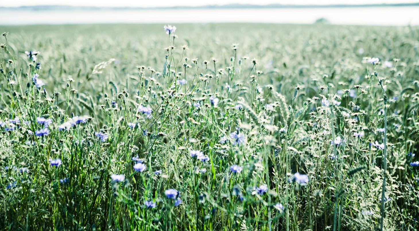 Agroindustrielle sidestr�mme